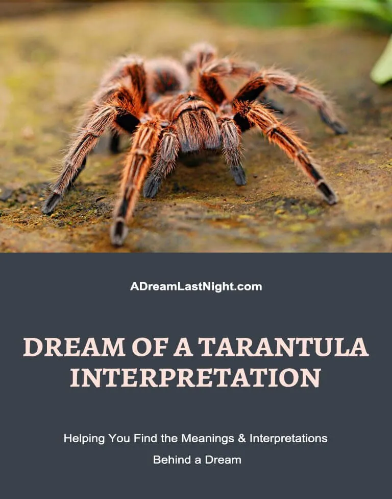 22436 tarantula spider dream intuition