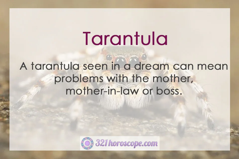 22436 tarantula spider dream power