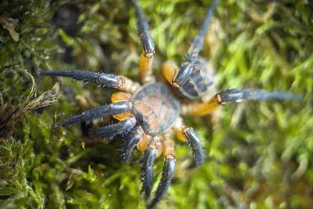 22438 tarantula feeding
