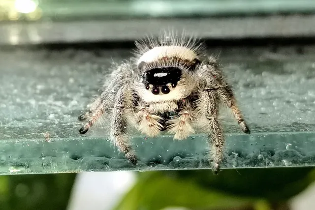 22438 tarantula habitat setup
