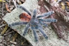 22438 tarantula handling transport