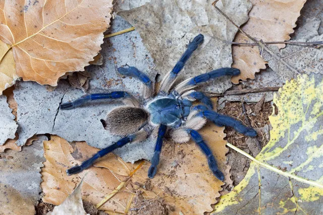 22438 tarantula permit canada