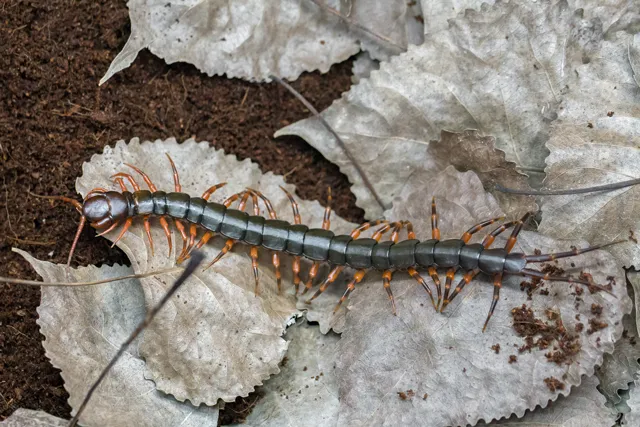 22438 tarantula species canada