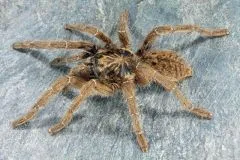 /img/22438-tarantula-supplier-canada.webp