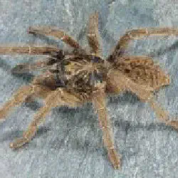 /img/22438-tarantula-supplier-canada.webp