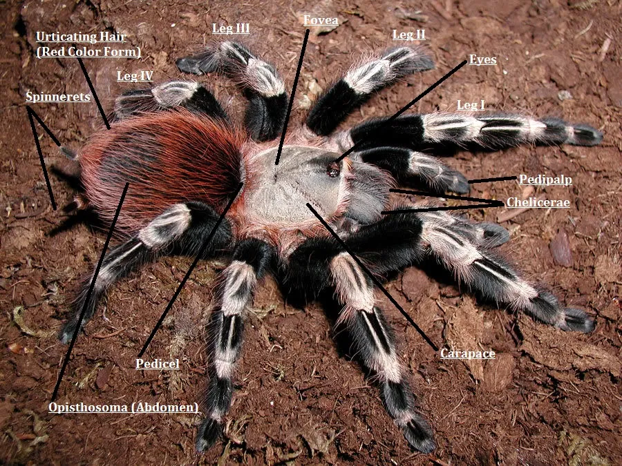22440 tarantula abdomen