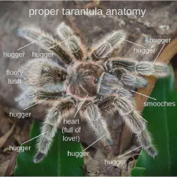 /img/22440-tarantula-anatomy.webp