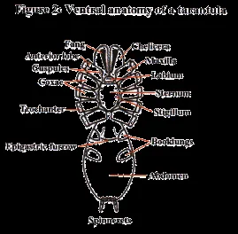 22440 tarantula behavior