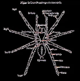 22440 tarantula health