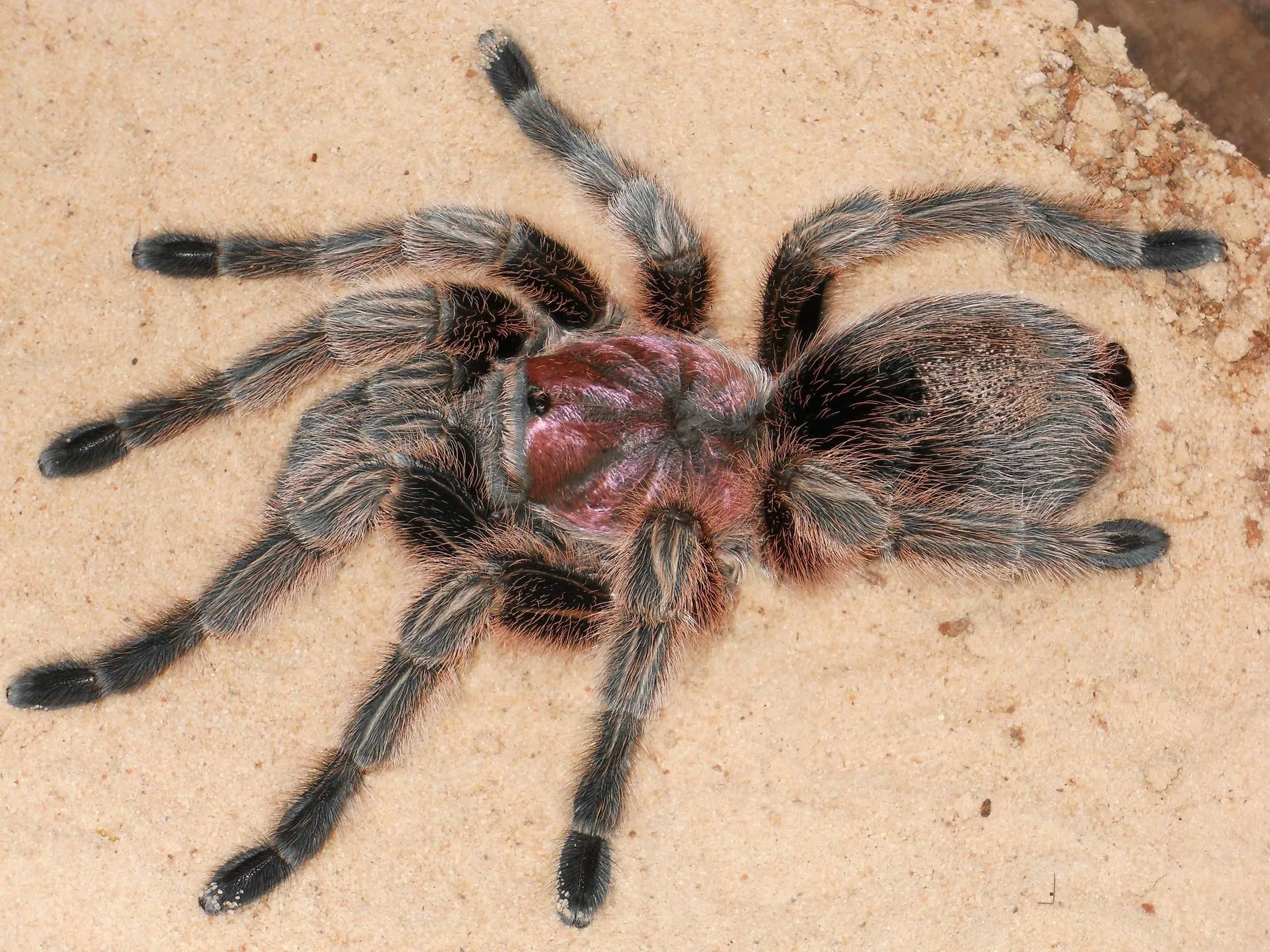 22441 chilean rose tarantula names