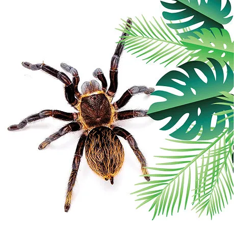 22441 chilean rose tarantula personality