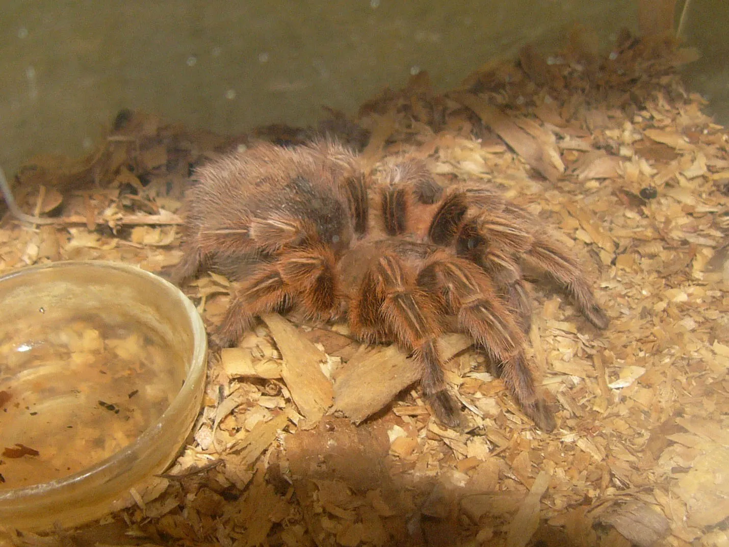 22441 tarantula color name