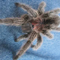 /img/22441-tarantula-name-forums.webp