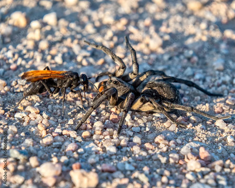 22443 spider wasp life cycle