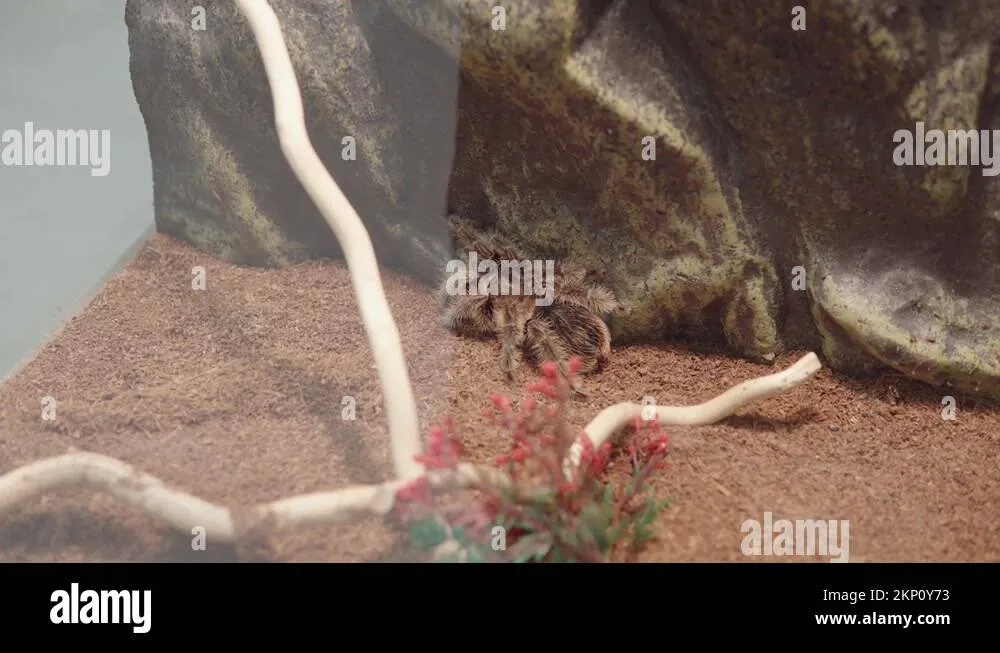 22443 tarantula anatomy