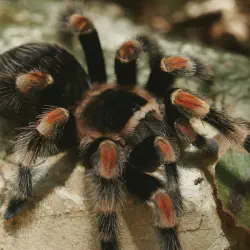 /img/22445-mexican-red-knee-tarantula-breeding.webp