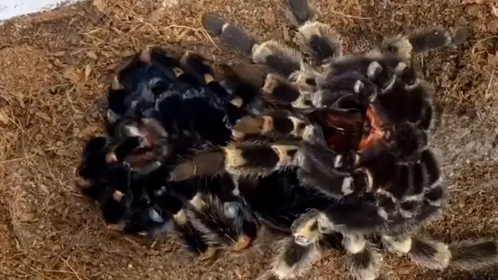 22448 zebra tarantula feeding