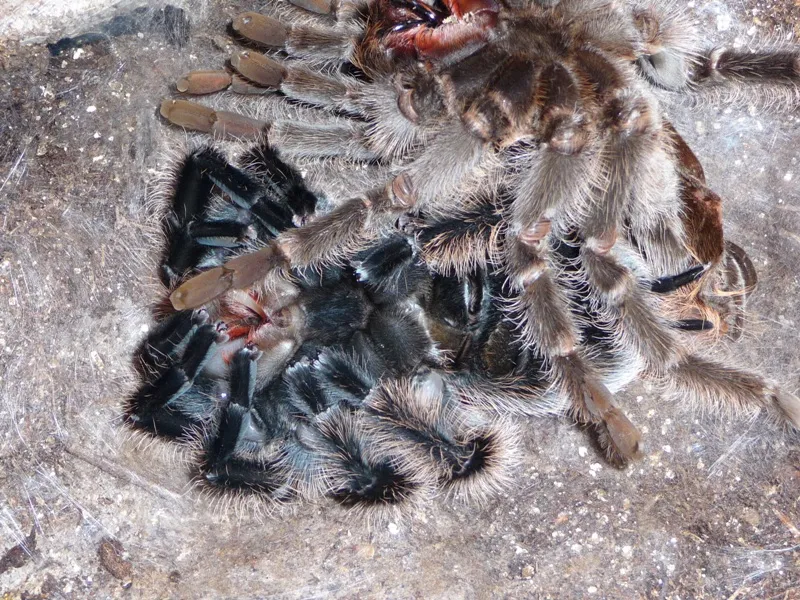 22448 zebra tarantula molting process