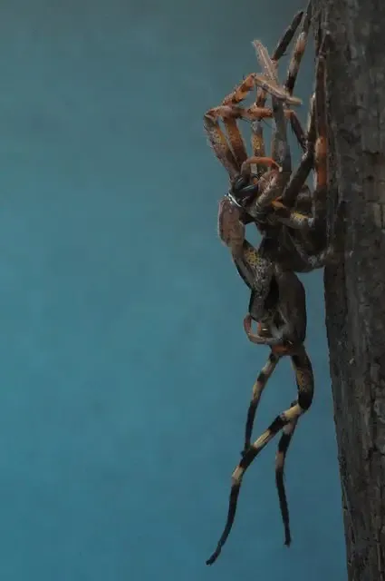 22448 zebra tarantula pre molt