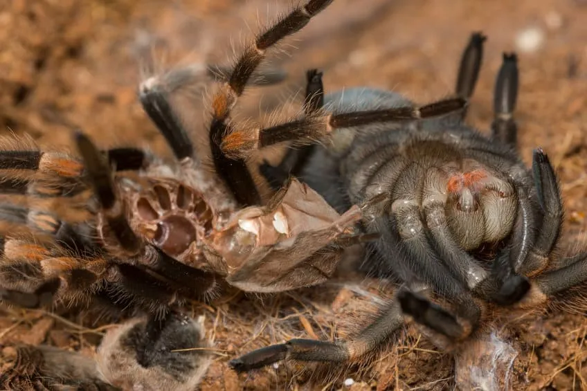/img/22448-zebra-tarantula-substrate.webp