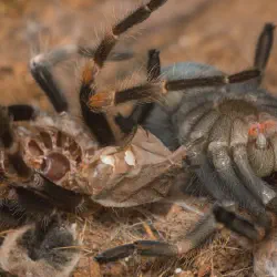 /img/22448-zebra-tarantula-substrate.webp