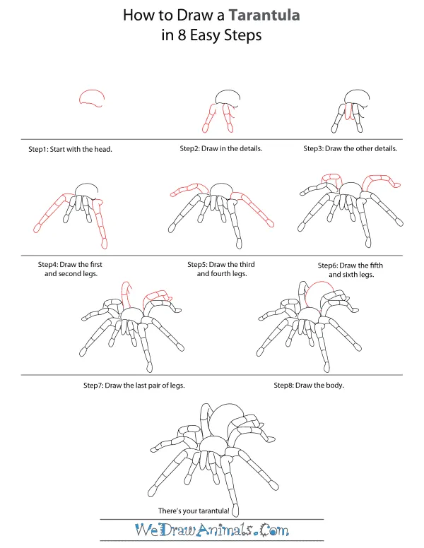 22449 tarantula anatomy drawing
