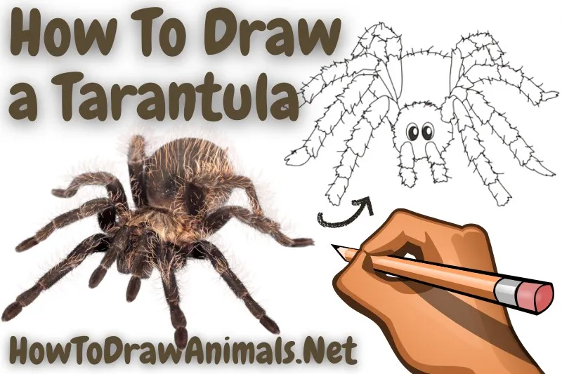 22449 tarantula drawing practice