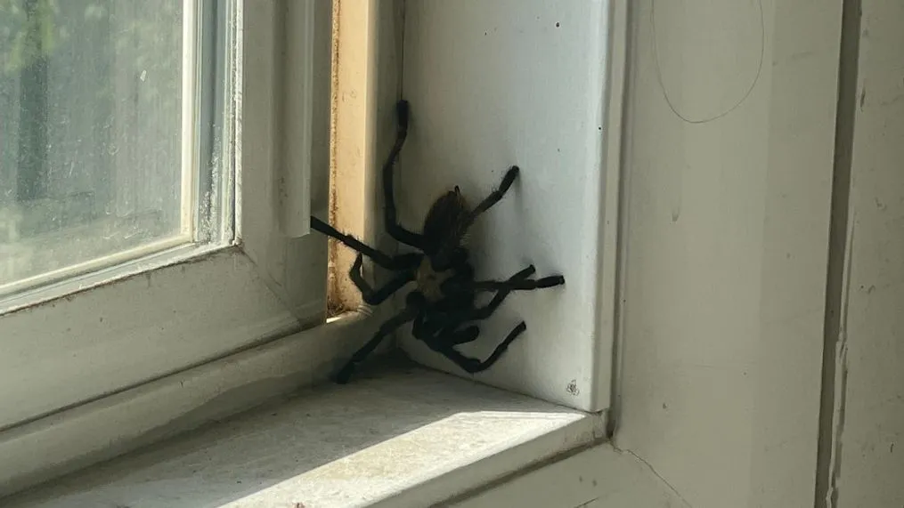 22450 ant barrier utrecht