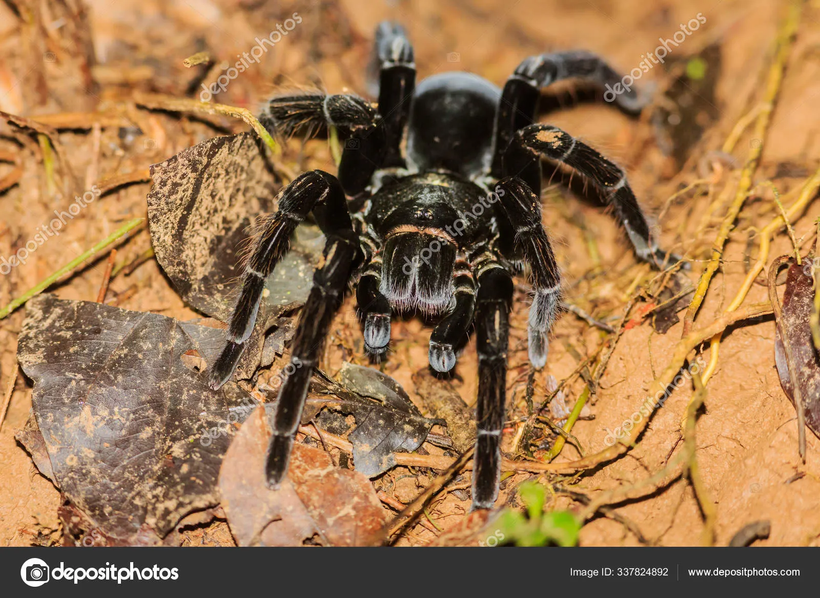 22450 ant species utrecht