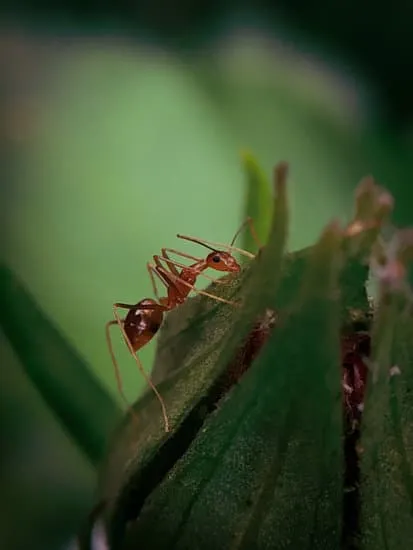 22450 tarantula defensive pose