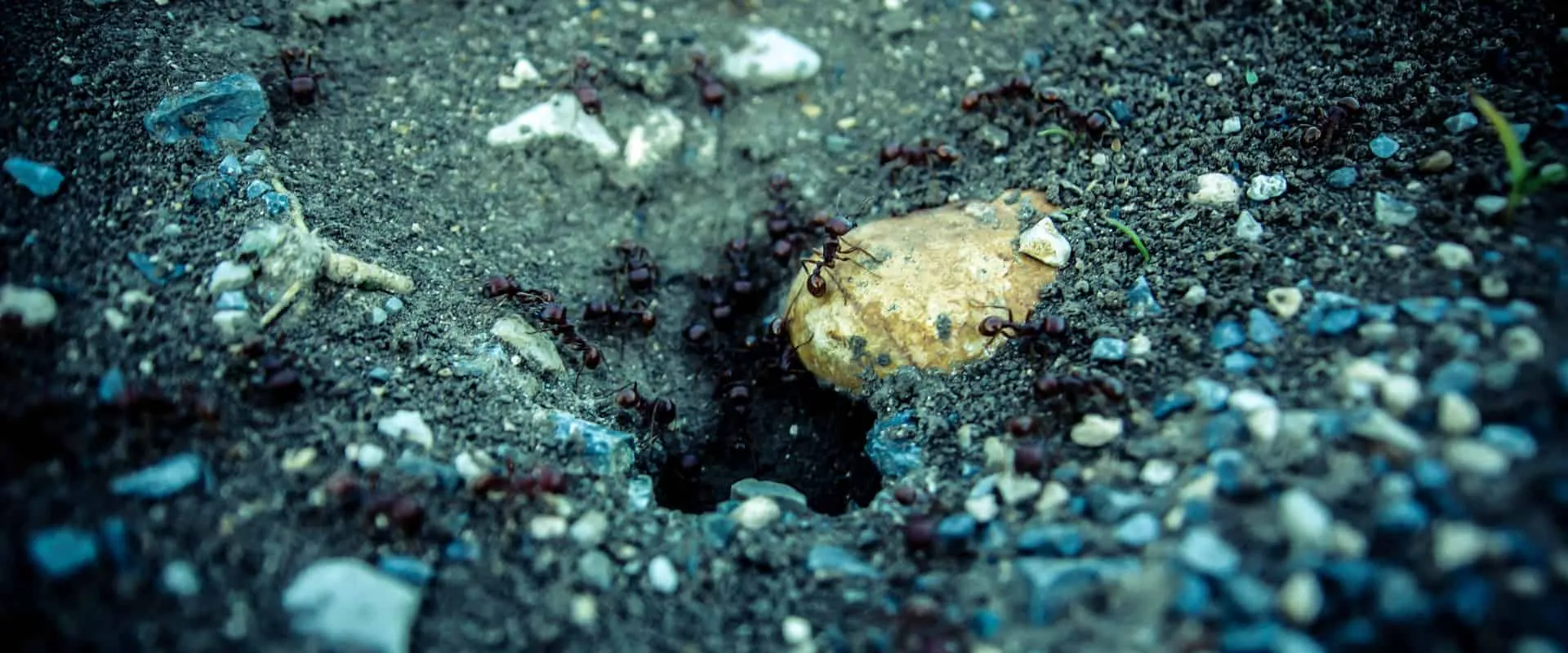 22450 tarantula eating