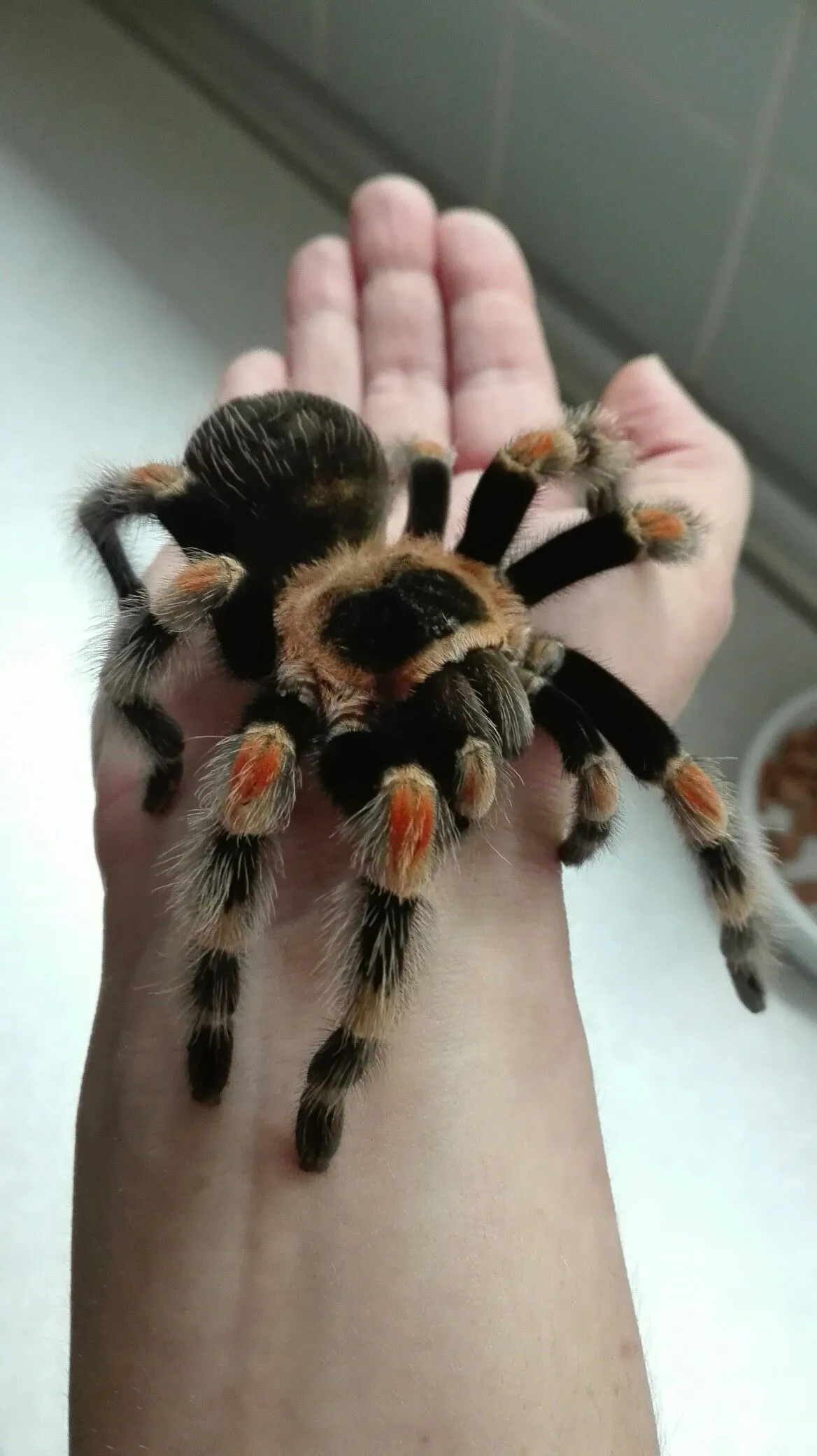 22451 tarantula isirik