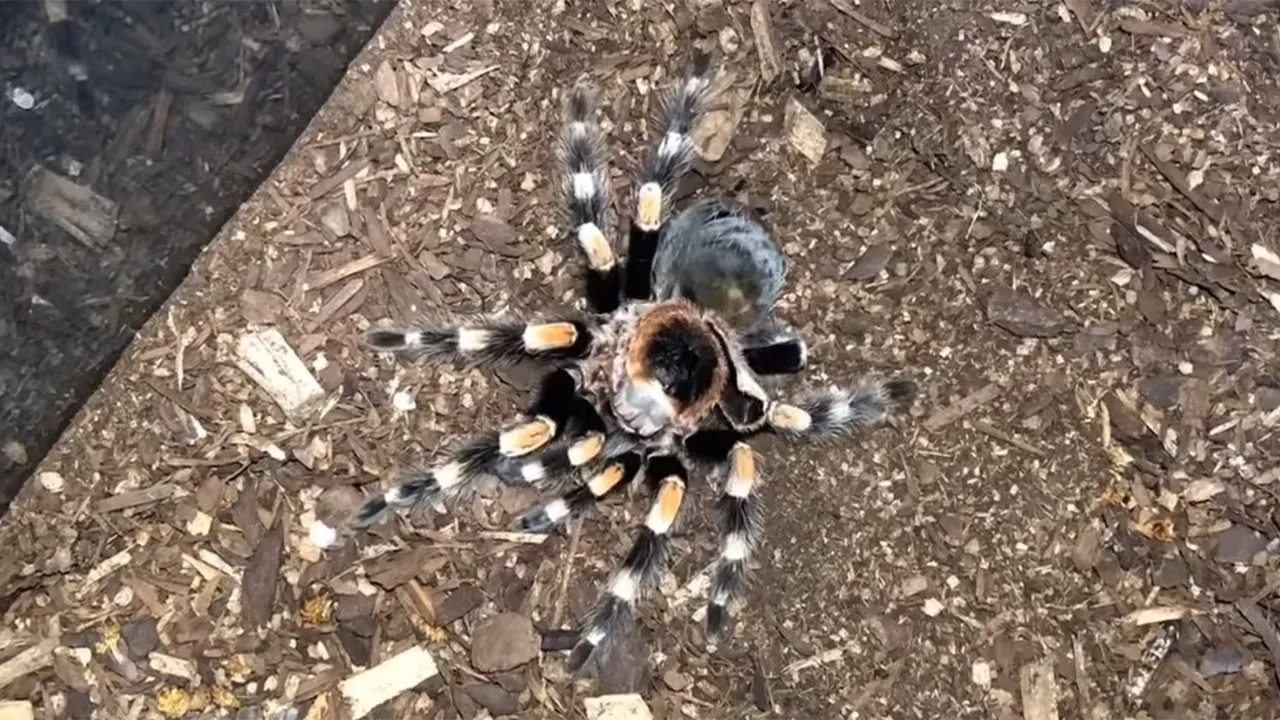 22451 tarantula turleri