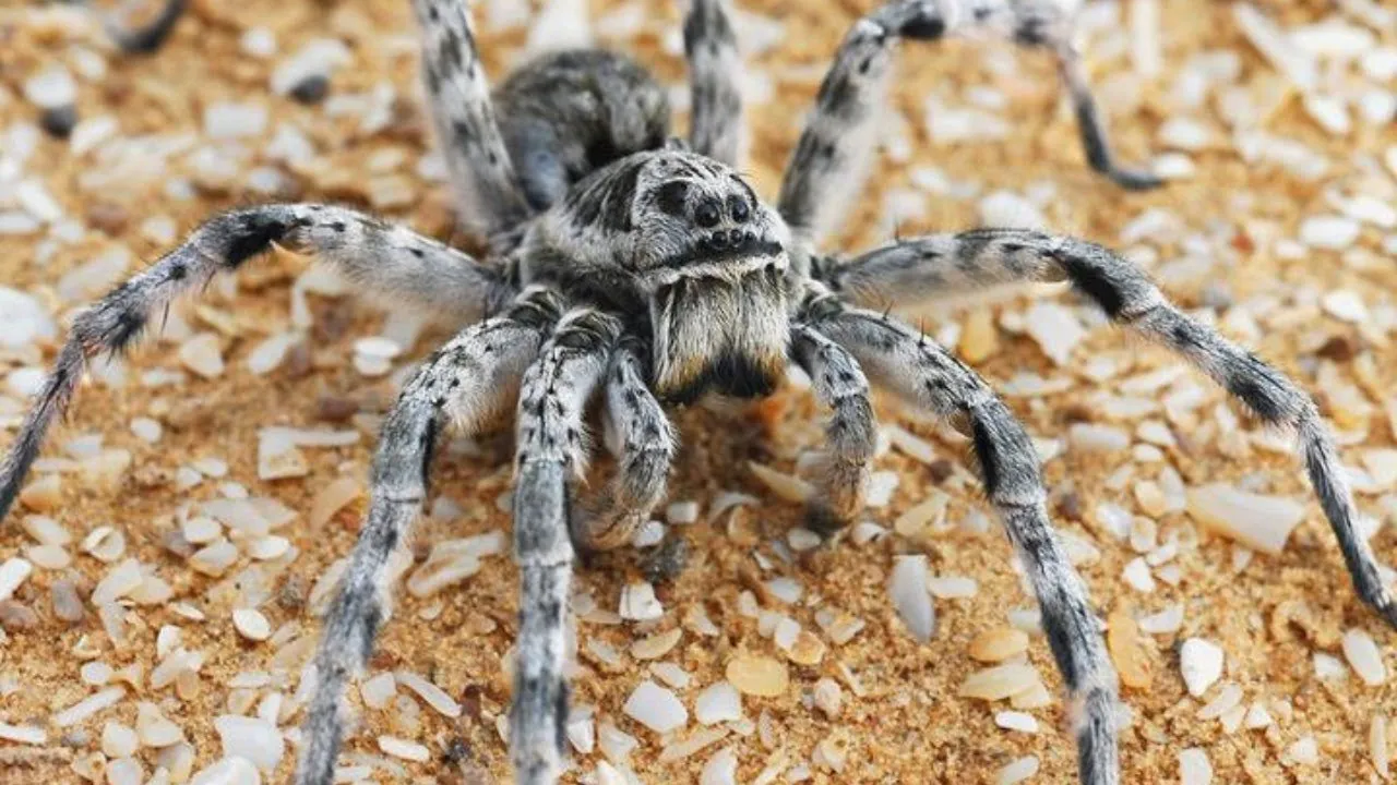 /img/22451-tarantula-uzman.webp