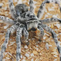 /img/22451-tarantula-uzman.webp