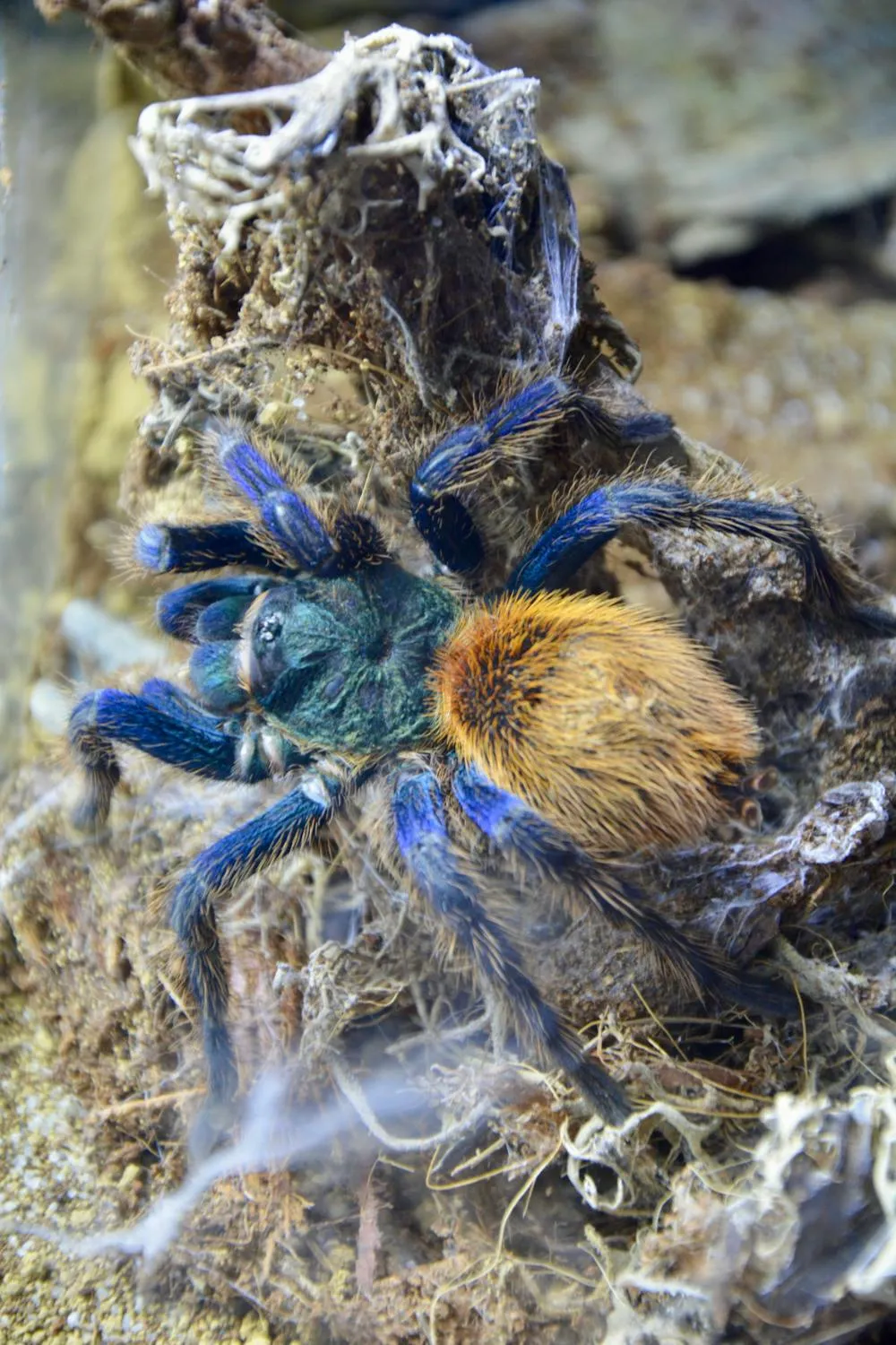 /img/22452-blue-tarantula-party.webp