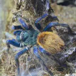 /img/22452-blue-tarantula-party.webp