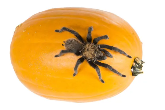 22453 tarantula photography gear