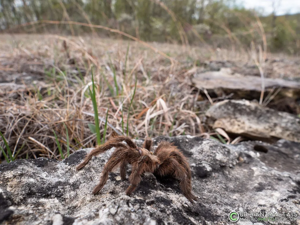 22453 tarantula species identification