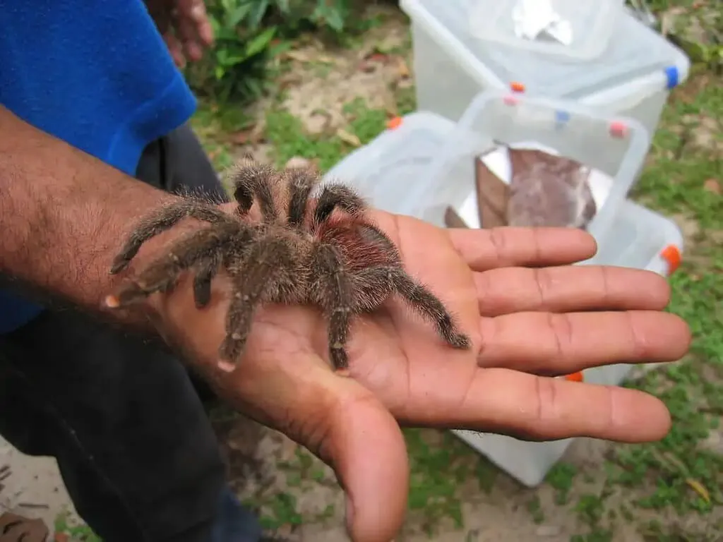 22454 pink toe tarantula humidity