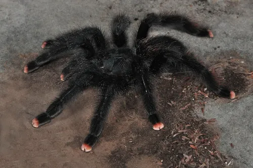 22454 pink toe tarantula molting