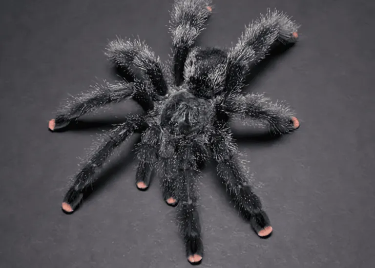 /img/22454-pink-toe-tarantula-vet.webp