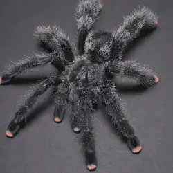 /img/22454-pink-toe-tarantula-vet.webp