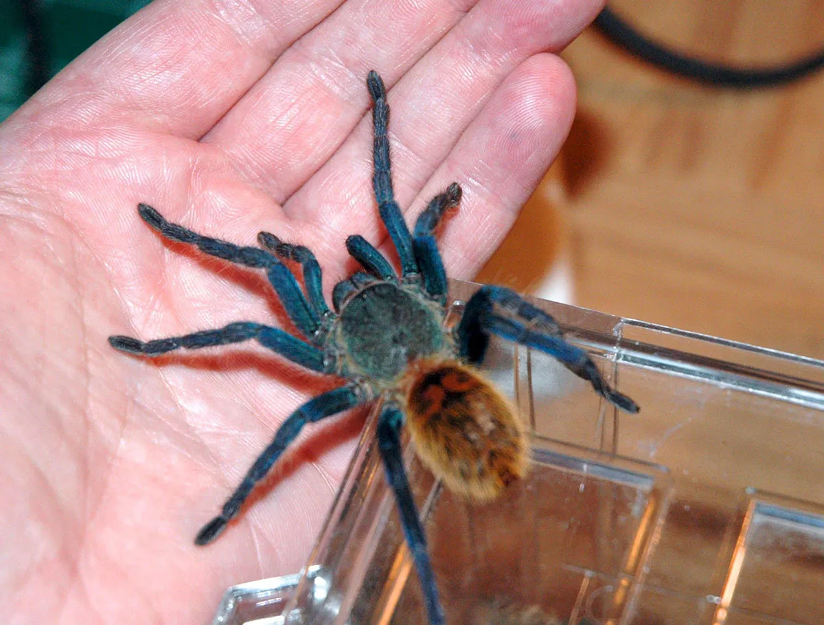 22455 tarantula species