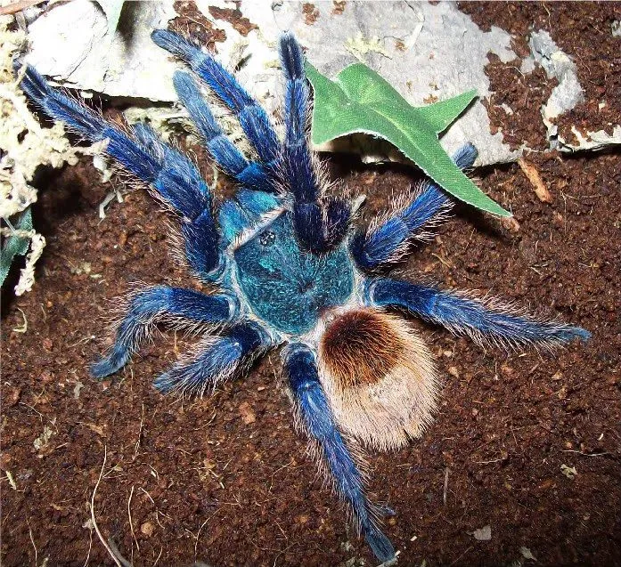 /img/22455-tarantula-water.webp