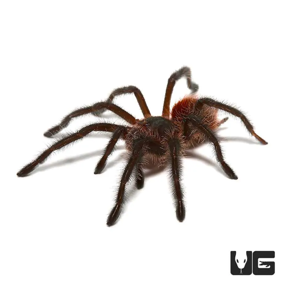 22456 brazilian woolly black tarantula