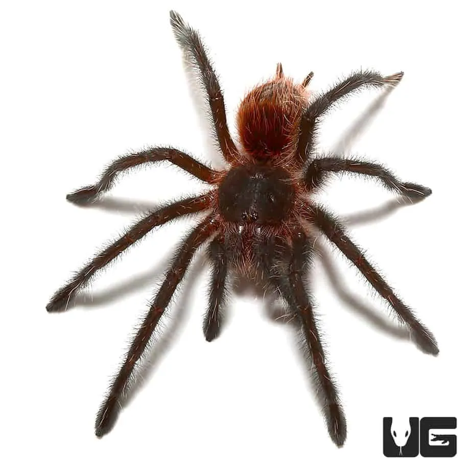 22456 tarantula enclosure