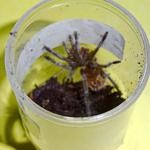 22456 tarantula feeding