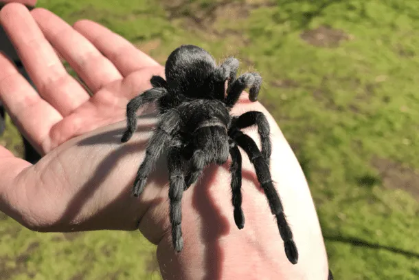 22456 tarantula handling