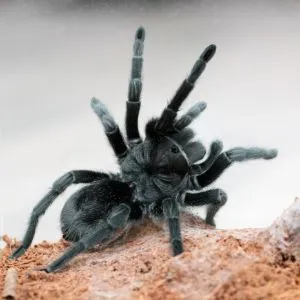 /img/22456-tarantula-health.webp